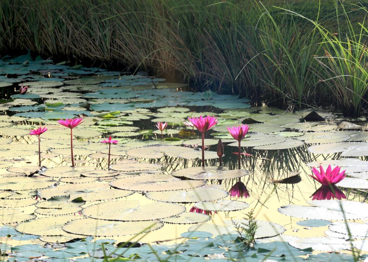 Niraamaya Wellness Retreats Backwaters And Beyond Kumarakom Buitenkant foto